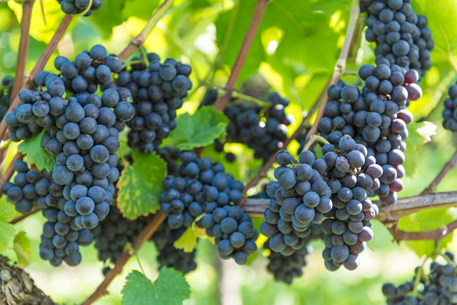 Состав кюве может различаться в зависимости от сорта винограда