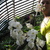 Lesia