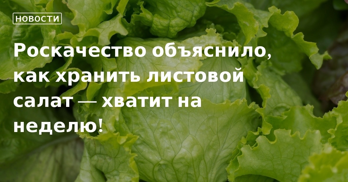 Как сохранить листья салата свежими: простой лайфхак продлит срок годности до 30 дней