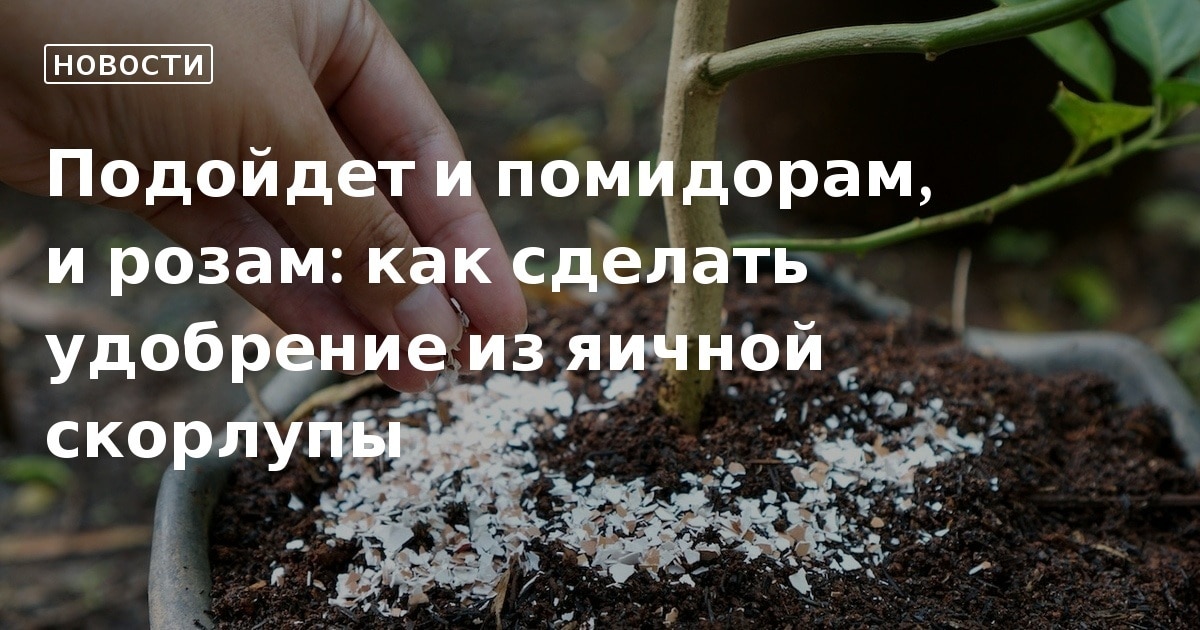 Химик рассказал, как правильно сделать удобрение из пищевых отходов - мамаияклуб.рф | Новости